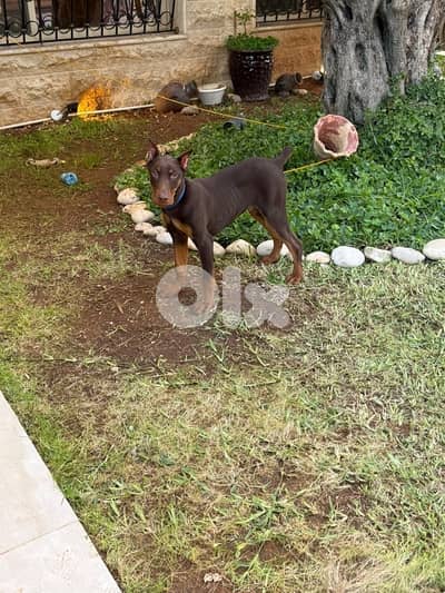 Doberman Male European Bloodline