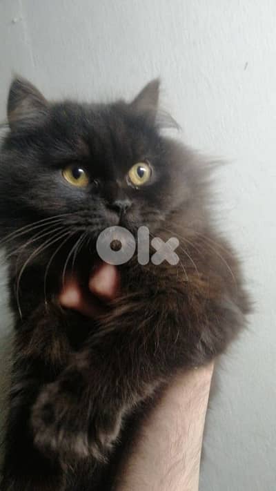 برتيش و هاملايا مكس