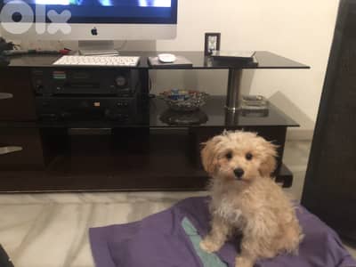 Dog Boarding and Training