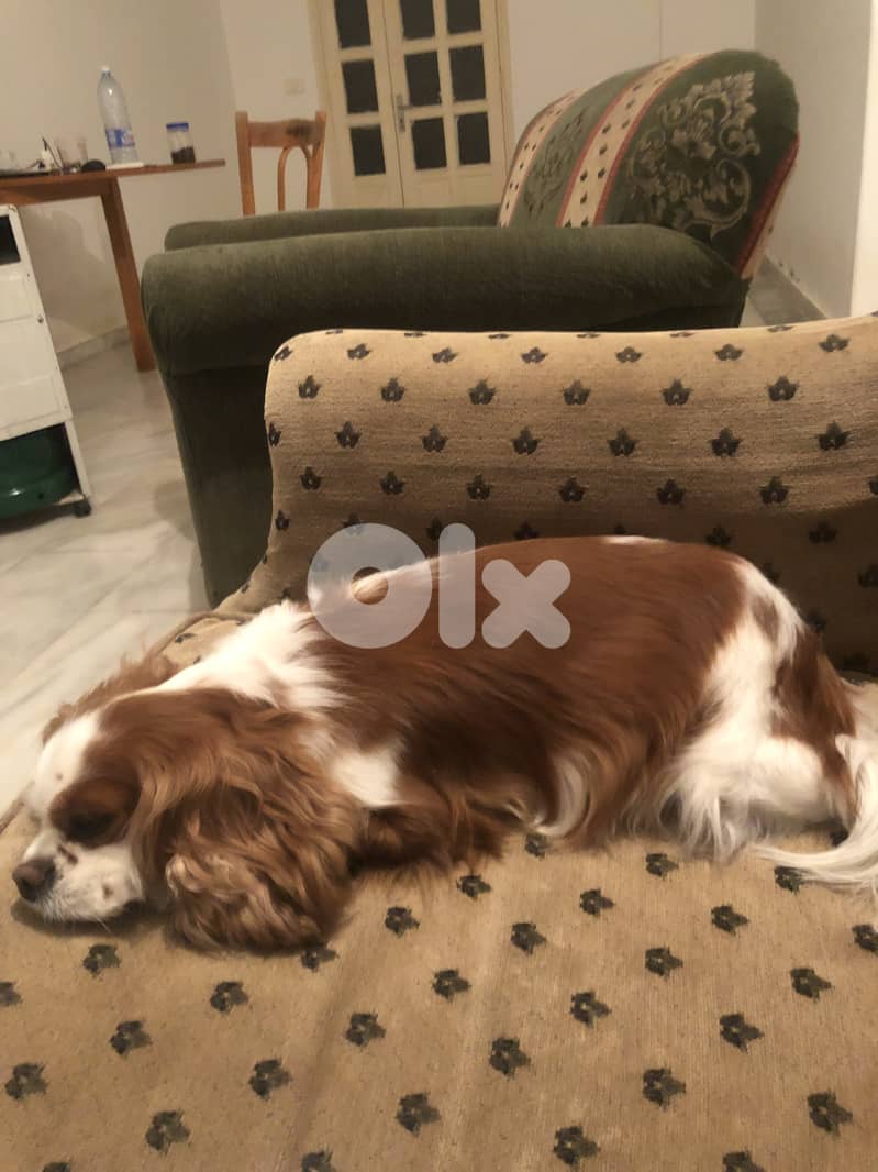 Dog Boarding and Training 1