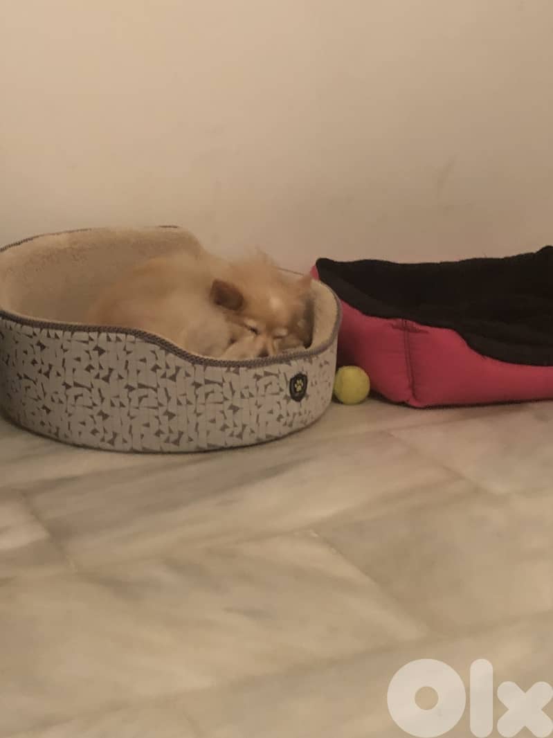 Dog Boarding and Training 2