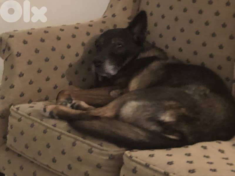 Dog Boarding and Training 3