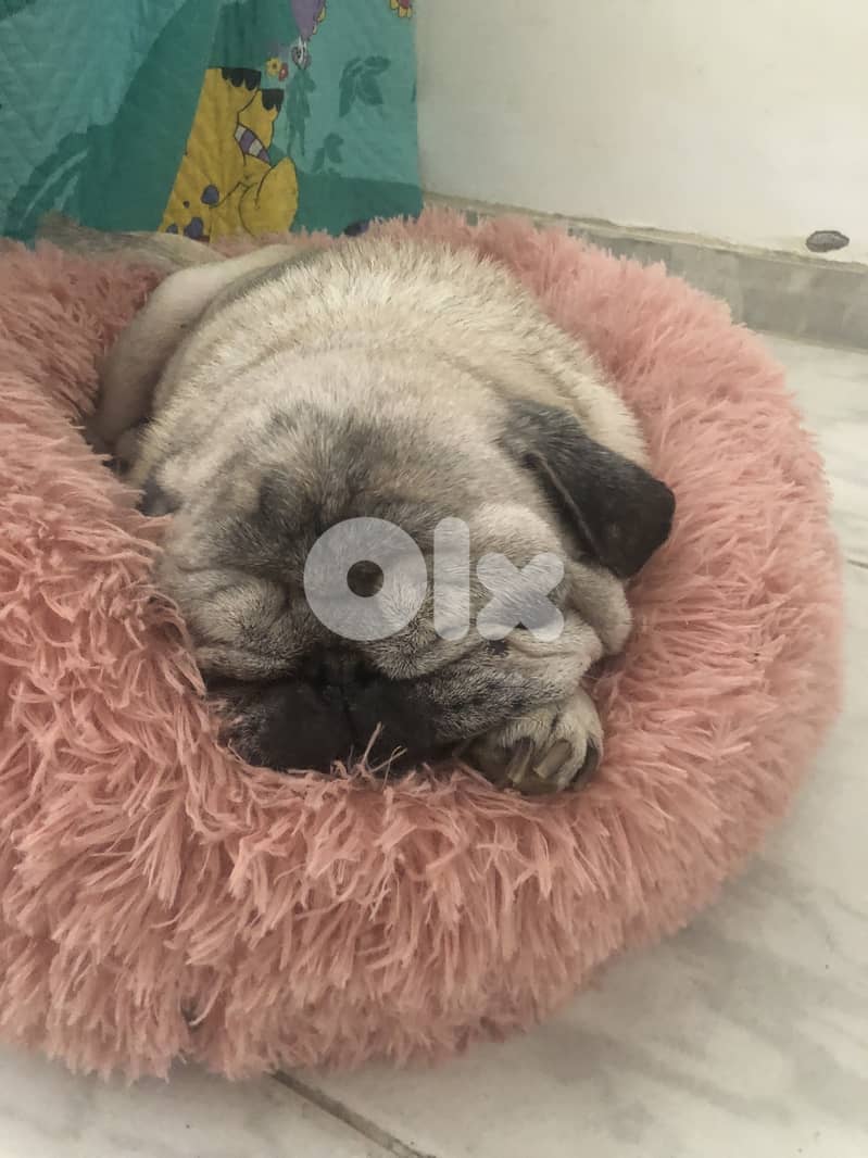 Dog Boarding and Training 4