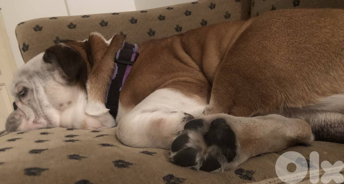 Dog Boarding and Training 5