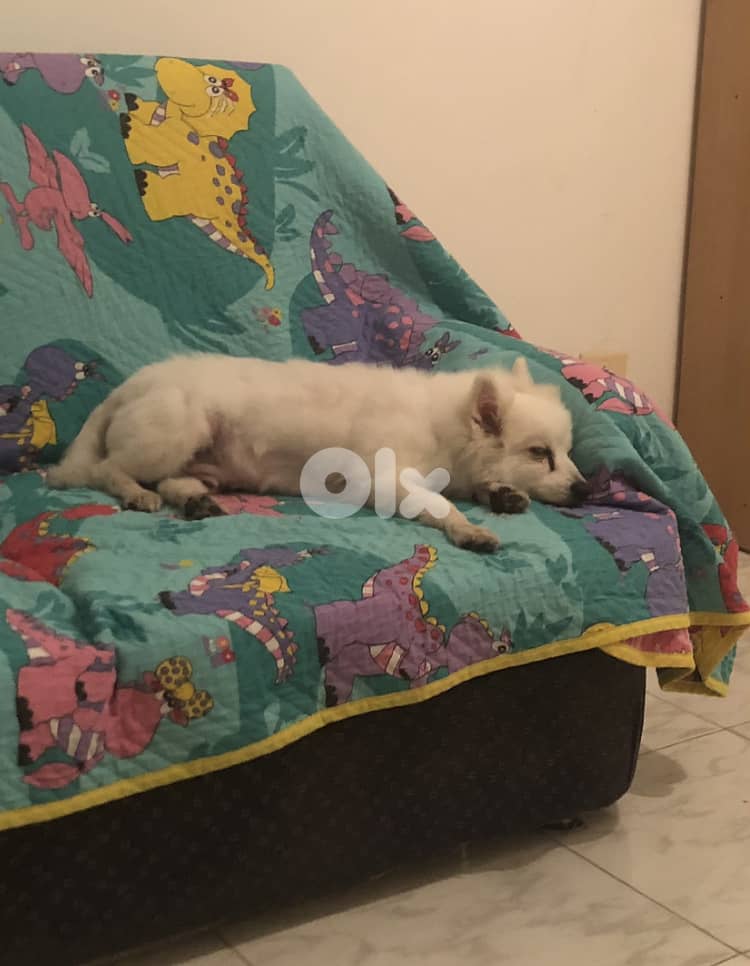 Dog Boarding and Training 6