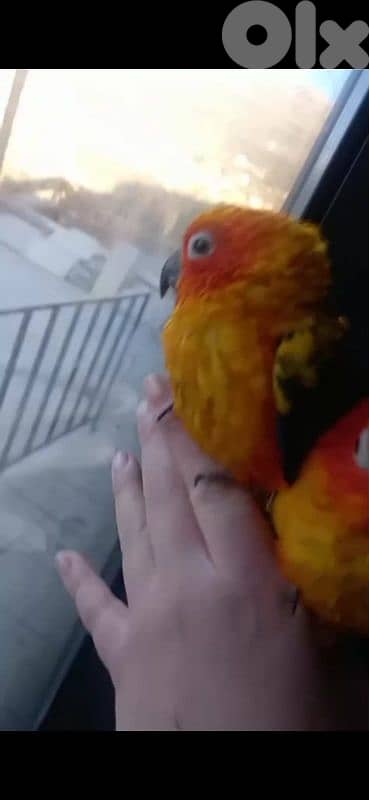 بيروت الحمرا