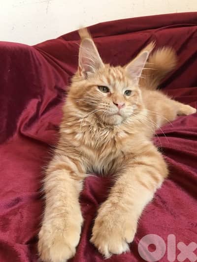 Orange Maine Coon Kitten / cat قطط