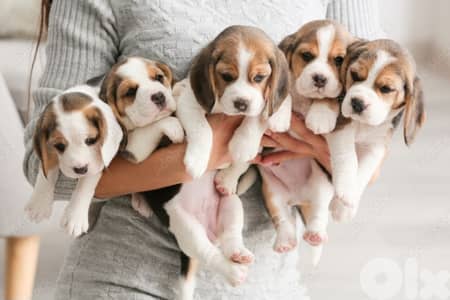 beagle for sale