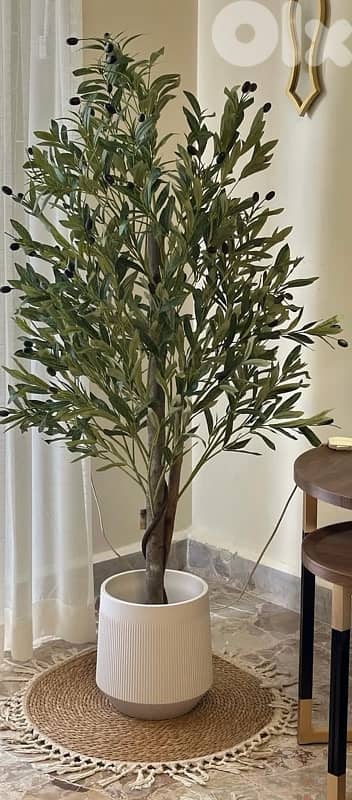 olive tree