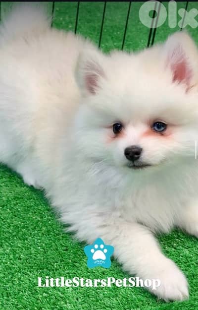 Adorable Pomsky puppy imported available