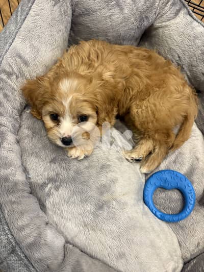 ukrainian maltipoo 2months old