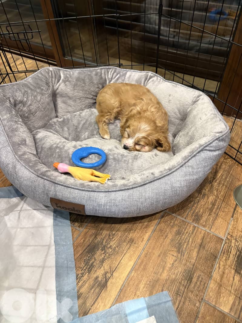 ukrainian maltipoo 2months old 1