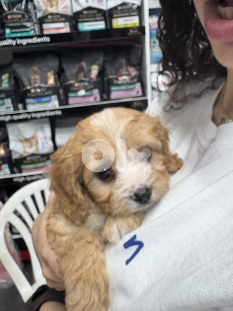 ukrainian maltipoo 2months old 2