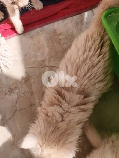 cats for sale British& chinchilla