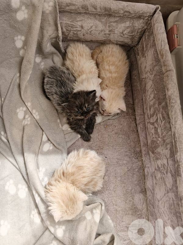 cats for sale British& chinchilla 1