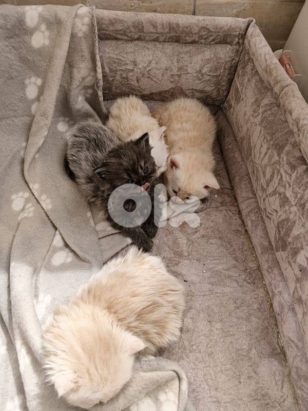 cats for sale British& chinchilla 2