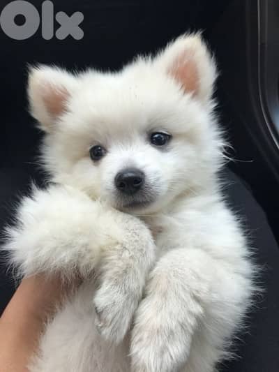 Unique Pomsky puppies available