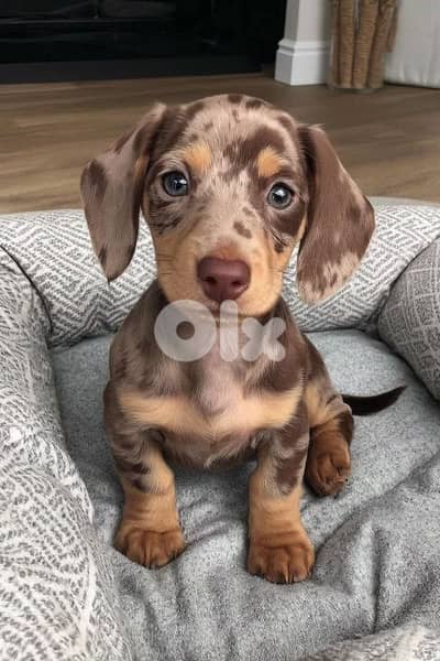 Dushchunds Puppy / Imported / dog / Delivery /Available