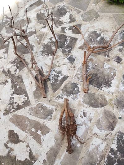 شجرة ياسمين طبيعية يابسة مكونة من الجذور و الاغصان للفن التشكيلي