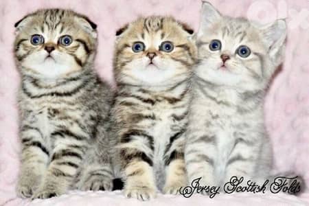 scottish for contact 70485808