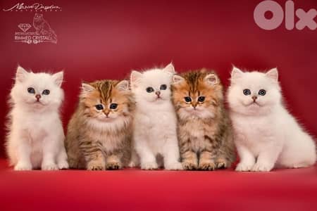 scottish for contact 70485808