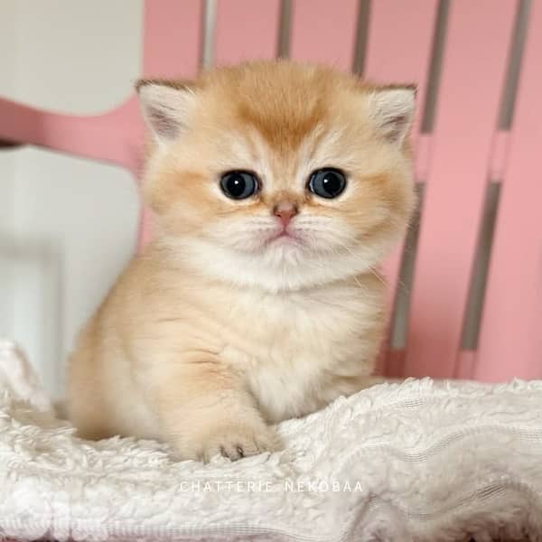 scottish for contact 70485808 1