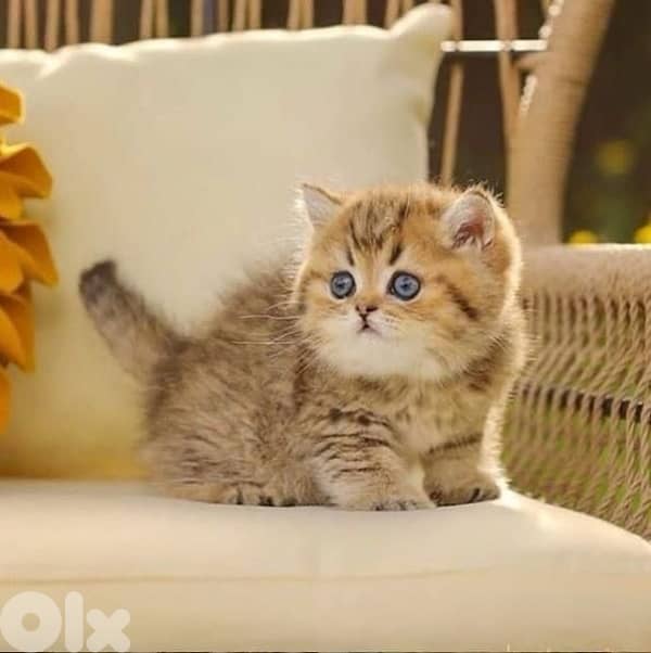 scottish for contact 70485808 2