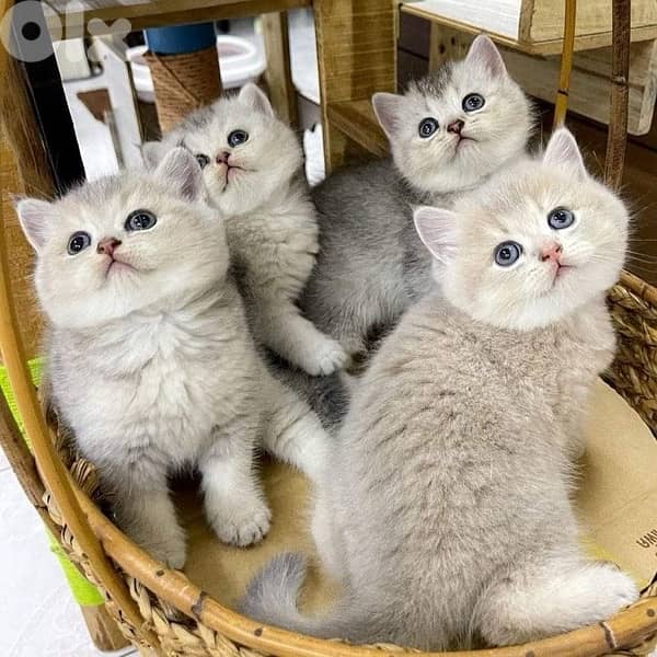 scottish for contact 70485808 3