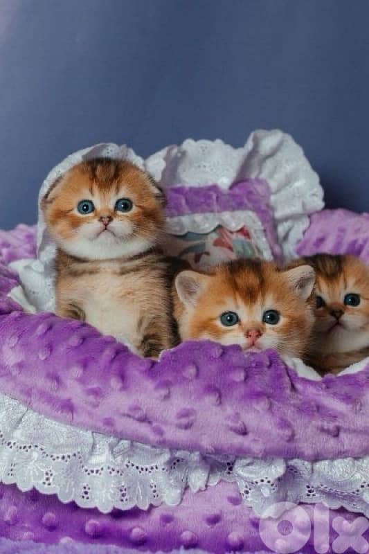 scottish for contact 70485808 4