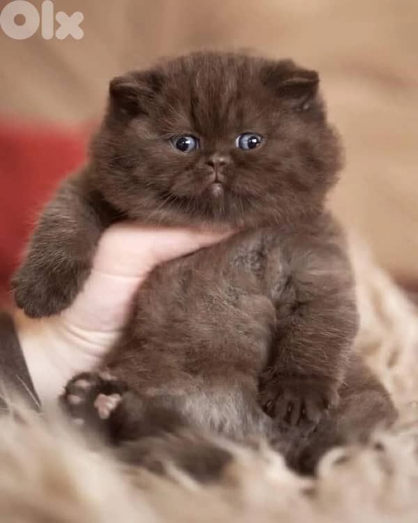 scottish for contact 70485808 5