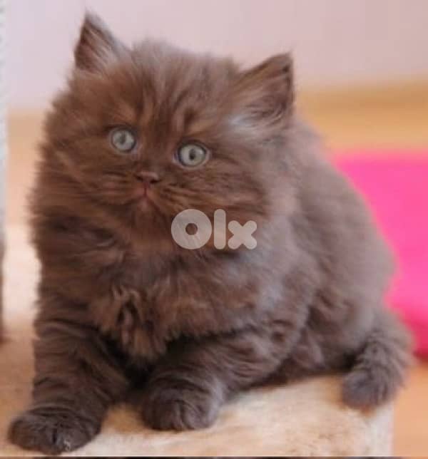 scottish for contact 70485808 6