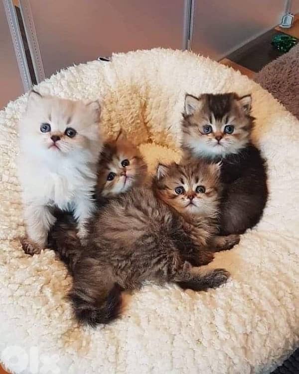 scottish for contact 70485808 7