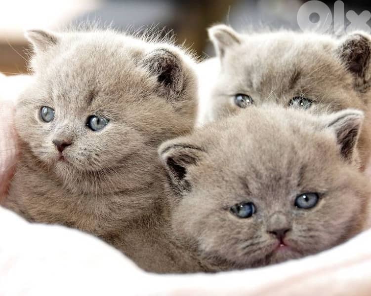 scottish for contact 70485808 9