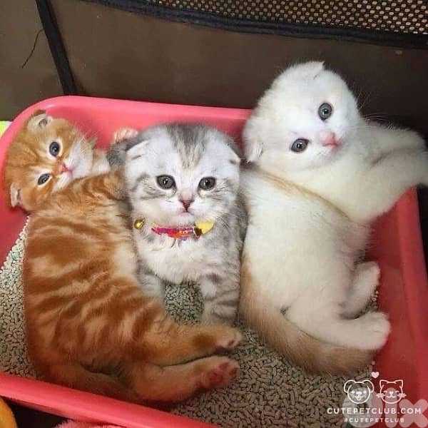 scottish for contact 70485808 11