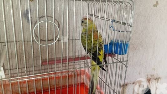 بدي دكر ريد رام