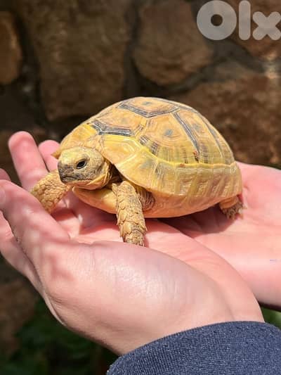 سلاحف صغيره وكبيره أليفه
