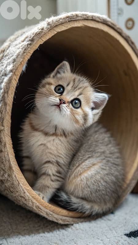 scottish for contact 70485808 12