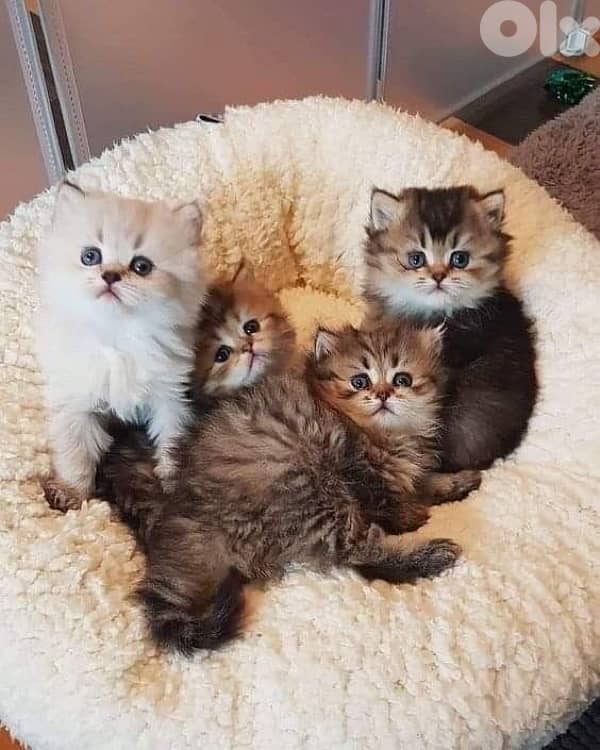 scottish for contact 70485808 13