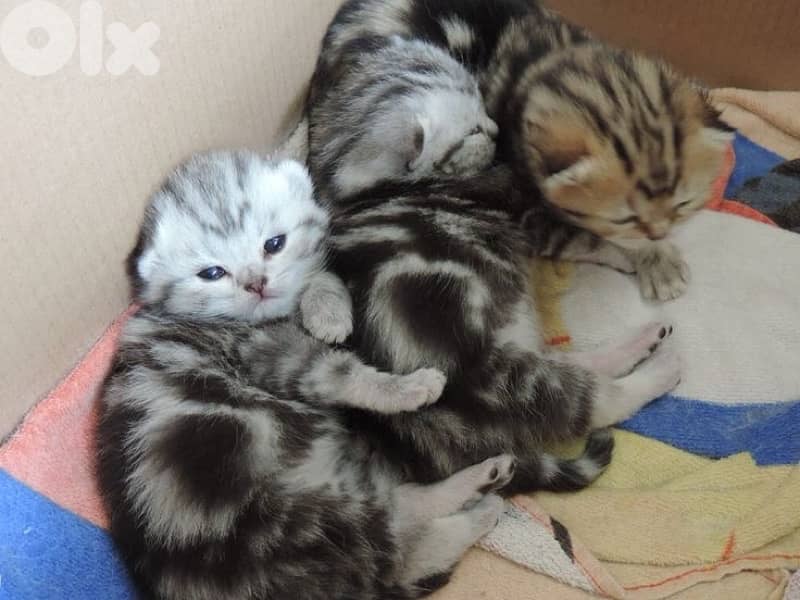 scottish for contact 70485808 15