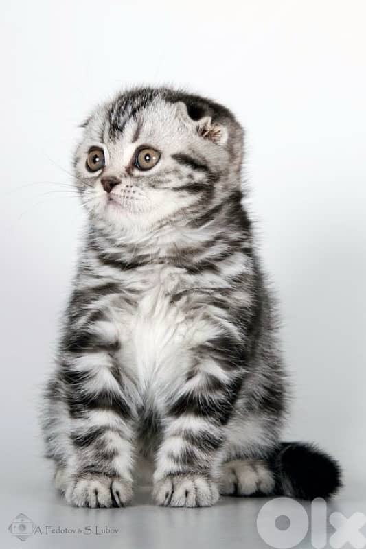 scottish for contact 70485808 16