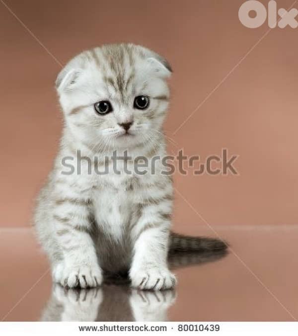 scottish for contact 70485808 17