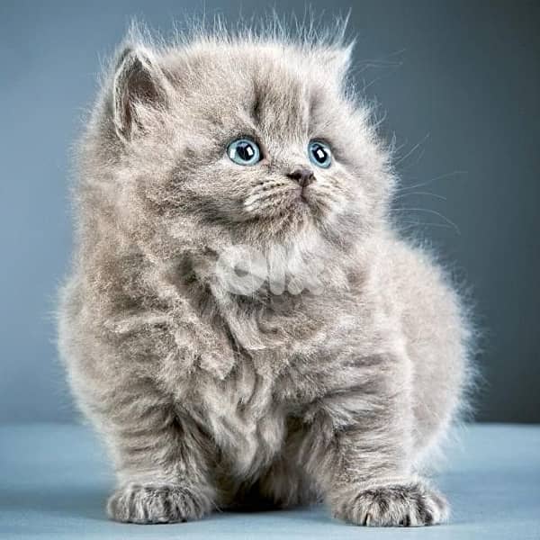 scottish for contact 70485808 18