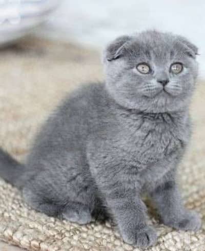 Scottish fold