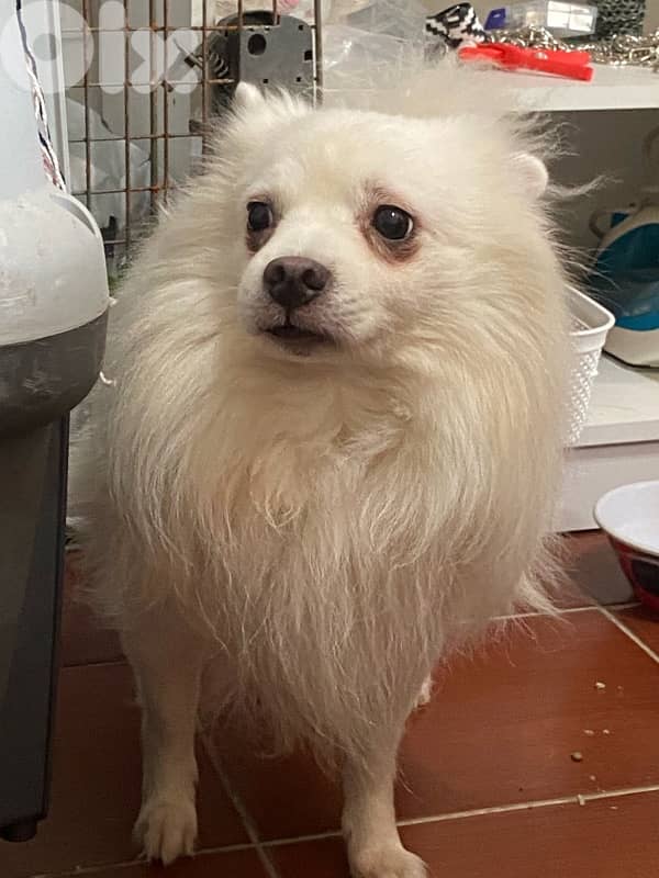 lost dog - adoption 1