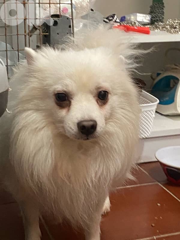 lost dog - adoption 2