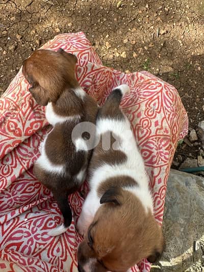 Jack Russell Female Puppies