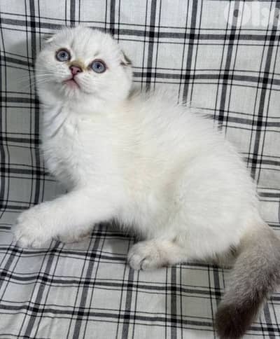 Scottish fold