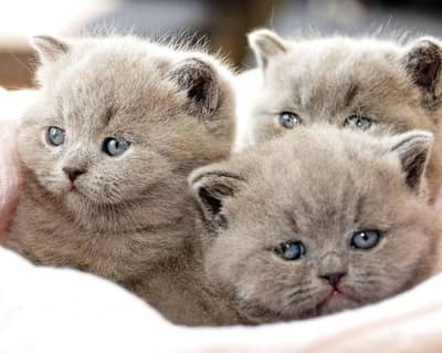 british whtsp 70485808