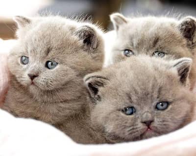 british whtsp 70485808