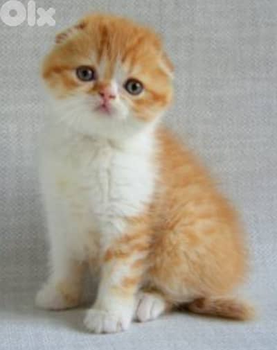 Scottish fold